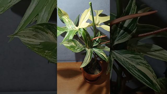 Филодендрон Magic Mask Variegata. Есть Излишки #обзор #обзорцветов #продажапочтой #филодендрон