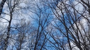 4.Апрель.Подснежник..mp4