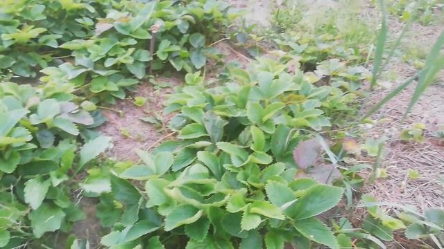 Размножение клубники усами смотреть онлайн