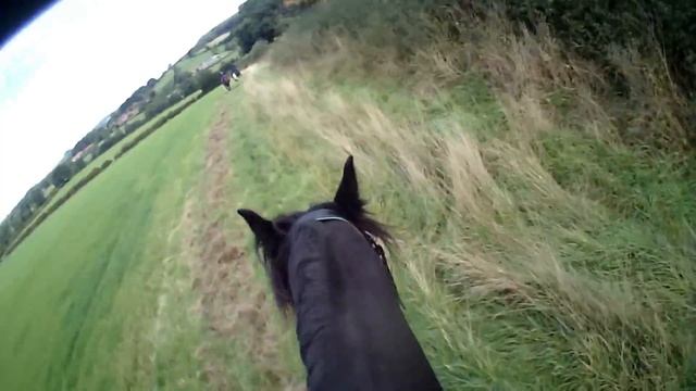 Friesian Horse on a fun ride with lots of great cantering places смотреть онлайн