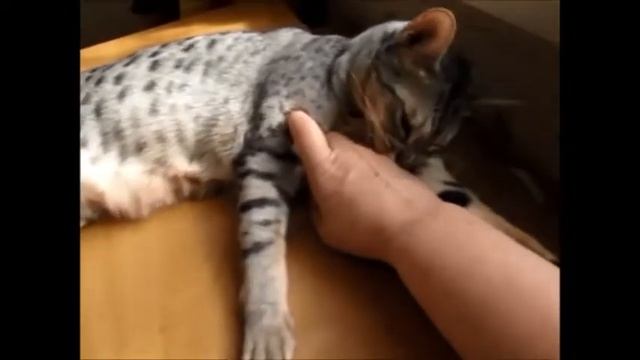 Утро кота Тоши кот  Тошик породы оцикет