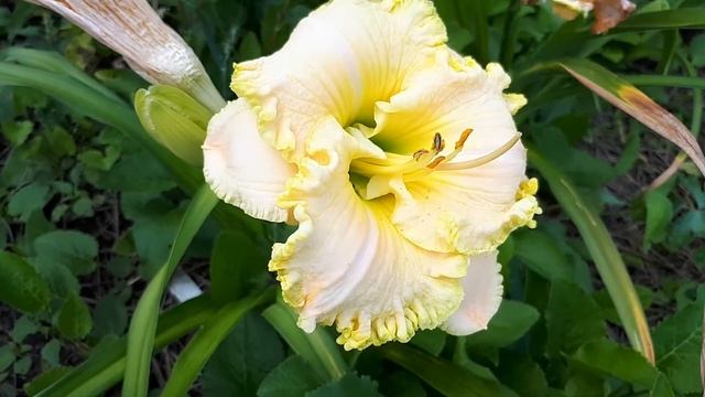 Лилейники Лавандер Ту-Ту и Файндерс Киперс смотреть онлайн