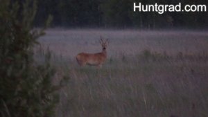 Охота на сибирскую косулю 2020 г.