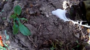 Коп поиск монет металлоискатель с garrett ace 300i в лесу