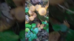 Королевские опята -Чудеса Природы