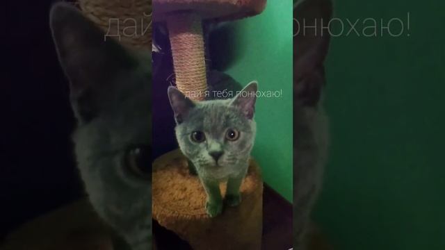 ? ?Дай я Тебя Понюхаю !? ?
