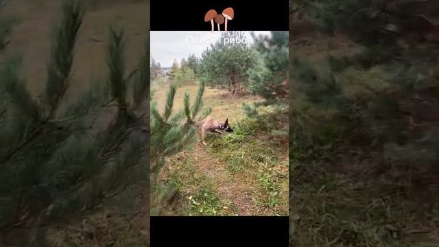 поход в грибы с собакой Малинуа ищет грибы а так можно было???? смотреть онлайн