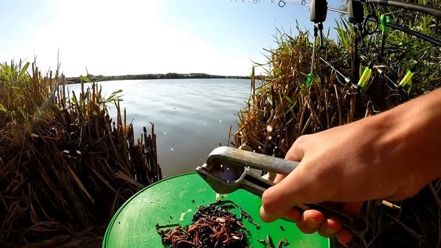 Увеличиваем привлекательность червя для ловли Карася, Леща, Плотвы.Рыбалка.Fishing смотреть онлайн