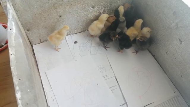 Корм для цыплят смотреть онлайн