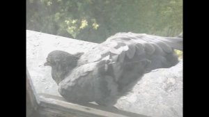 птенец голубя ,первый вылет