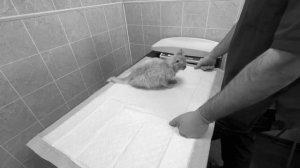 НАШЕЛ на ПОМОЙКЕ БРОШЕННОГО КОТЕНКА и СПАС от ХОЗЯЕВ ГОПНИКОВ