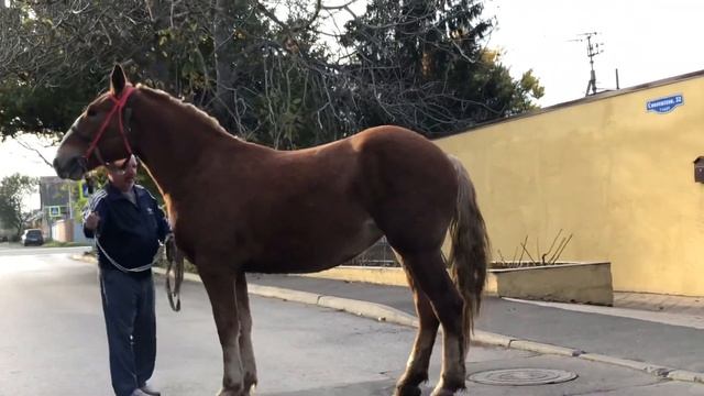 Кобыла, полтора года. Очень крупная, высокая и мощная. Цена договорная. Ростов на Дону,т 8903434698 смотреть онлайн