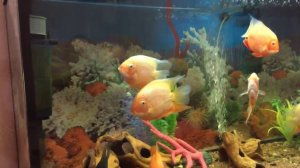 Аквариум 650 литров Северум красноточечный