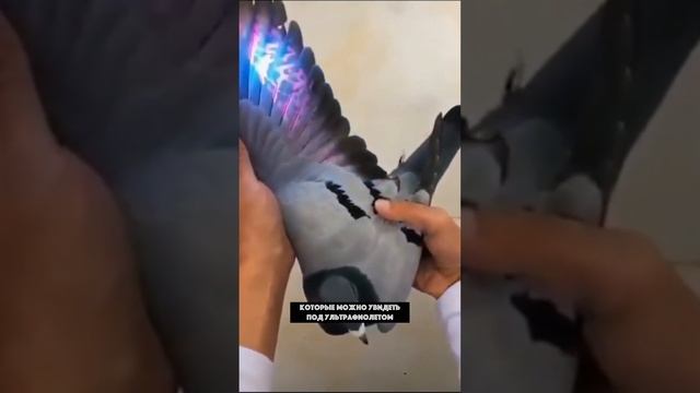 У голубей есть татуировки на перьях