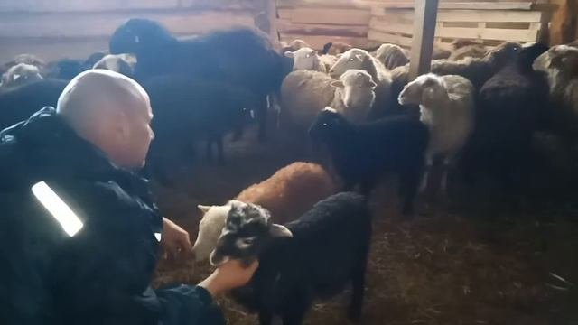 как приручить ягнят?