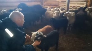 как приручить ягнят?