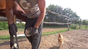 ЭТО ВАЖНО ДЛЯ ЗДОРОВЬЯ ЛОШАДИ. НОВЫМ ИНСТРУМЕНТОМ РАСЧИЩАТЬ КОПЫТА ОДНО УДОВОЛЬСТВИЕ