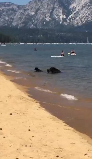 Медведи на пляже