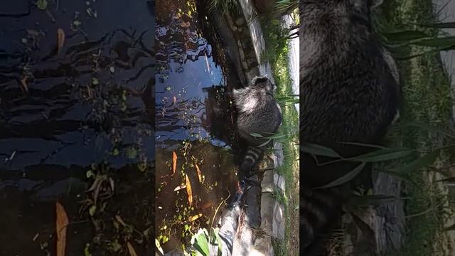 Яша любит полакомиться ракушками в воде. смотреть онлайн