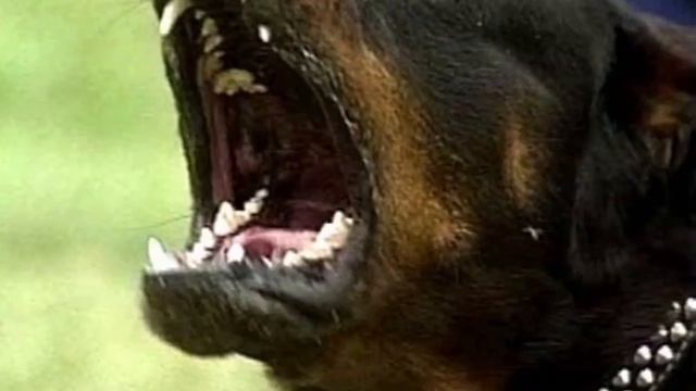 Как видят мою собаку разные люди. смотреть онлайн