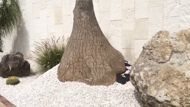 Giant elephant plant/pata de elefante 2014