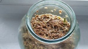 Соцветия ЧЕРНОЙ БУЗИНЫ их польза ,рецепт СИРОПА от КАШЛЯ без варки и ЦВЕТОЧНЫЙ КВАС  !