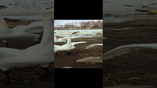 Брачные танцы смотреть онлайн