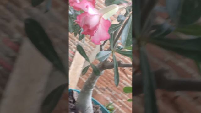 Adenium Chameleon, Chibimaroko, Swallow
