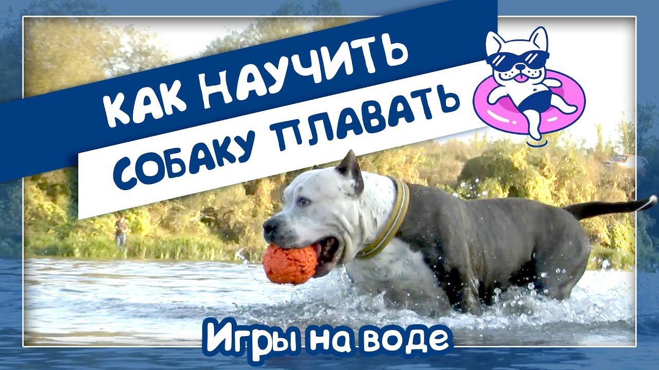 Как научить собаку плавать. Игры на воде Андрей Чеботарев и АСТ