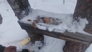 ПРОВЕЛИ БИОТЕХНИЮ УЧАСТКА/ЗАВОЗИМ СОЛЬ НА СОЛОНЦЫ ДЛЯ ДИКИХ ЖИВОТНЫХ