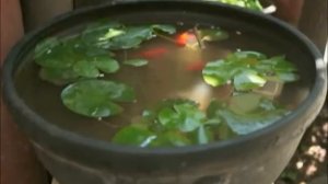 71 四合院 Традиционный китайский дворик (你好中国）