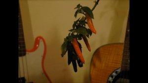 Time-Lapse: Chilis Ripening