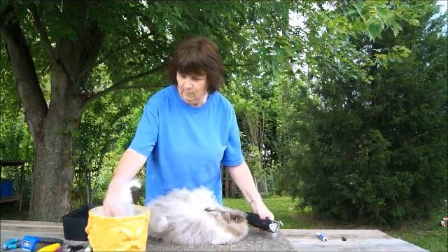 English Angora rabbit getting wool trimmed with clippers смотреть онлайн