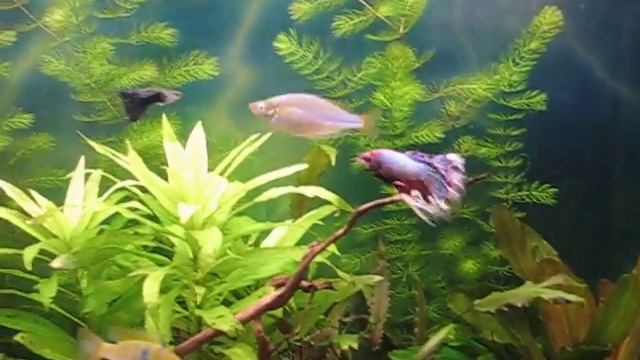 Охрана участка.AVI смотреть онлайн