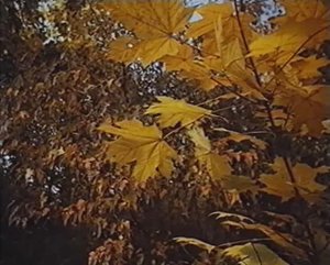 Начальные классы. Природоведение. О чем шелестели листья ...