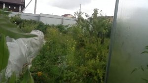 Томат Крымская роза  Дегустация