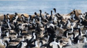 14   МОРСКИЕ ЛЬВЫ