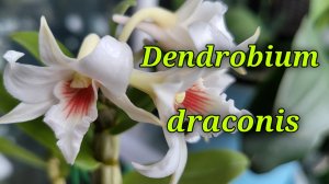 Dendrobium draconis описание и уход.