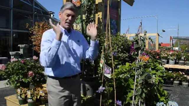 New ways to use Clematis and Honeysuckle смотреть онлайн