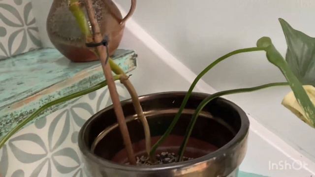 WOW this is a rare plant!      philodendron bipennifolium variegata variegated