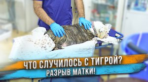 Собаку долго не отдавали после операции. Теперь понятно почему!