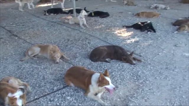 2008 Feira da Caça - Faro, Portugal - Охотничья ярмарка - Фару, Португалия смотреть онлайн