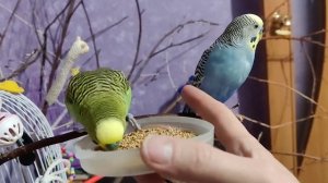 Птичкины красавчики попугайчики кушают лакомство