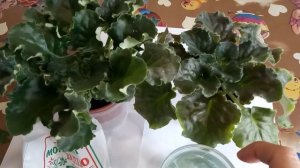 ПОДКОРМКА ФИАЛКИ НА ЦВЕТЕНИЕ ! ГОТОВИМ ФИАЛКУ К ДАТЕ !