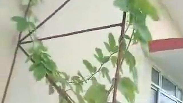 Passiflora Lady Margaret смотреть онлайн