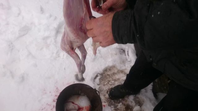 Правильно разделать кролика смотреть онлайн