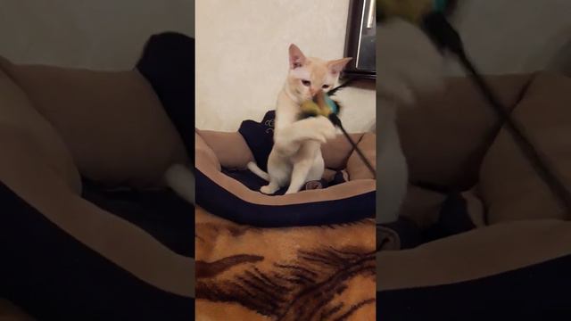 Alexstraz - европейская бурма смотреть онлайн