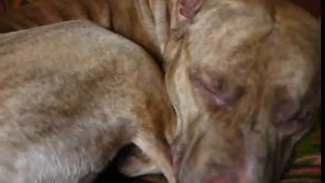 Спят усталые игрушки смотреть онлайн