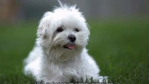 Болоньез (итальянская болонка): описание породы собак