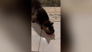 Мейн-Кун РАЗГОВАРИВАЕТ с хозяйкой зовёт её кушать